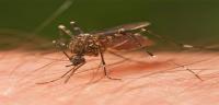 Mosquito Control Brisbane image 5